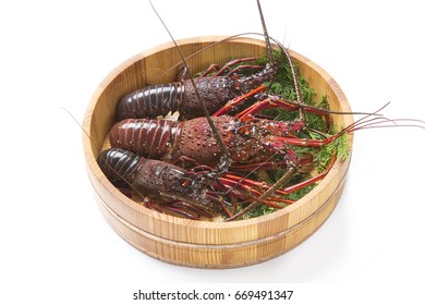  Japanese Spiny Lobster