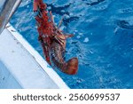 The Japanese Spiny Lobster, Panulirus japonicus were harvested for the main purpose.
I was allowed to accompany him on a boat fishing for lobster gill nets.
Hirizohama beach, Nakagi, Minami-Izu 2024