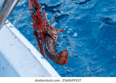 The Japanese Spiny Lobster, Panulirus japonicus were harvested for the main purpose.
I was allowed to accompany him on a boat fishing for lobster gill nets.
Hirizohama beach, Nakagi, Minami-Izu 2024