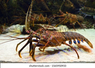 1,202 Lobster walking Images, Stock Photos & Vectors | Shutterstock