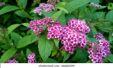 Japanese Spirea High Res Stock Images Shutterstock