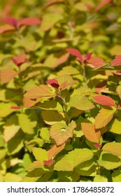 Japanese Spirea Double Play Big Bang - Latin Name - Spiraea Japonica Double Play Big Bang