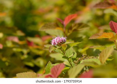 Japanese Spirea Double Play Big Bang - Latin Name - Spiraea Japonica Double Play Big Bang