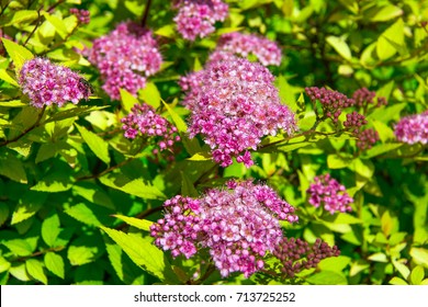 Japanese Spirea In Garden