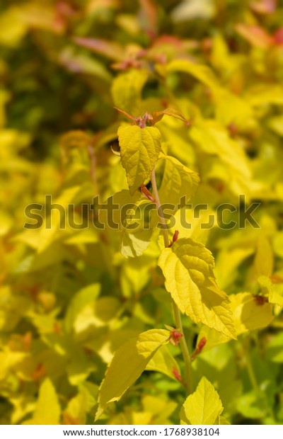 Japanese Spirea Golden Princess Leaves Latin Stock Photo Edit Now