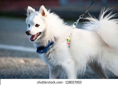 Japanese Spitz