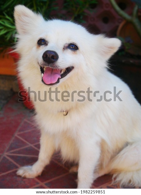 Japanese Spitz Chihuahua Mix Dog Breed Stock Photo Edit Now
