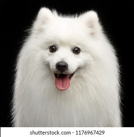 Japanese Spitz Dog On Isolated Black Background In Studio