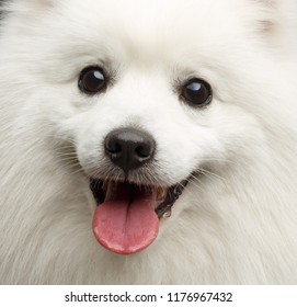 Japanese Spitz Dog On Isolated Black Background In Studio