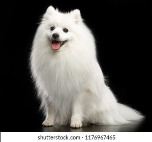 Japanese Spitz Dog On Isolated Black Background In Studio