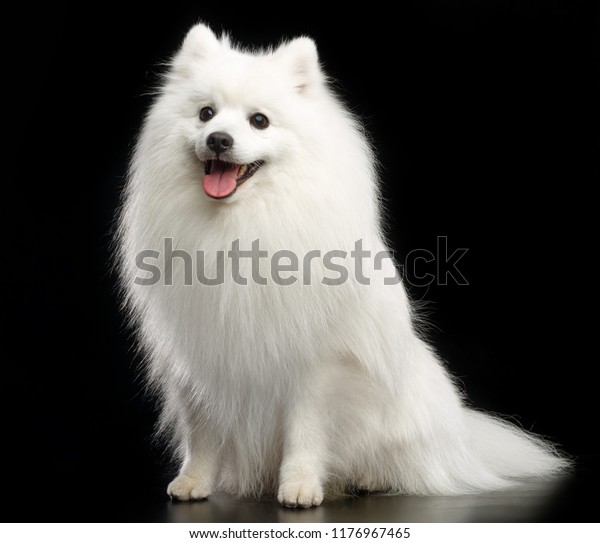 Japanese Spitz Dog On Isolated Black Stock Photo Edit Now