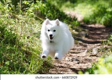 Japanese Spitz Hd Stock Images Shutterstock