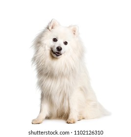 Japanese Spitz Dog Sitting, Isolated