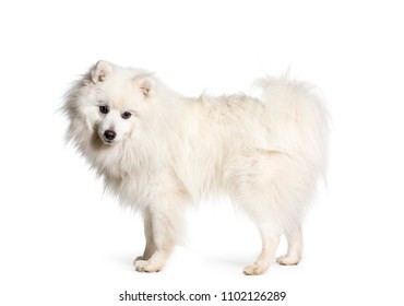 Japanese Spitz Dog Standing, Isolated