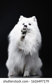 Japanese Spitz Isolated On Black Background