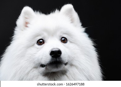 Japanese Spitz Isolated On Black Background