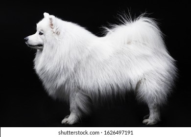 Japanese Spitz Isolated On Black Background