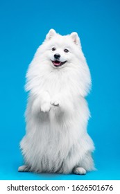 Japanese Spitz Isolated On Blue Background