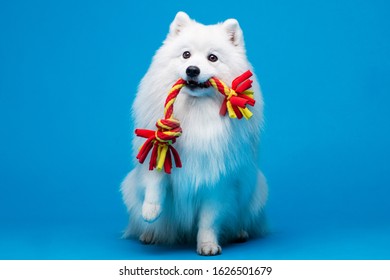 Japanese Spitz Isolated On Blue Background