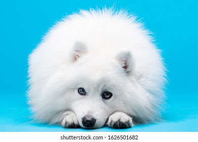 Japanese Spitz Isolated On Blue Background