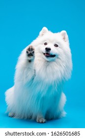 Japanese Spitz Isolated On Blue Background