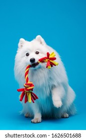 Japanese Spitz Isolated On Blue Background