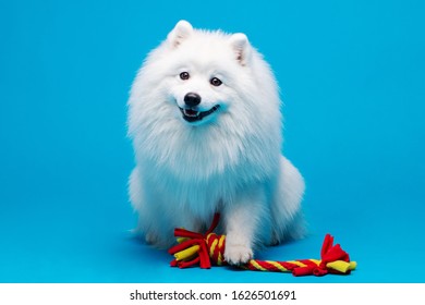 Japanese Spitz Isolated On Blue Background