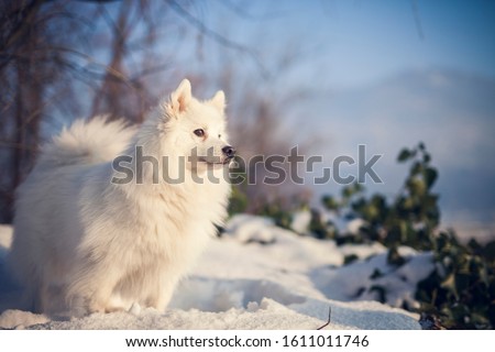 Japanese Spitz in the Park in winter. Dog standing in the snow and looking. Dog in the nature
