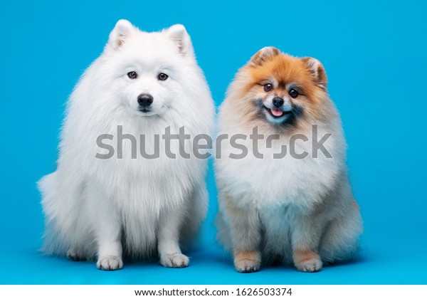 Japanese Spitz Pomeranian Spitz Dog Posing Stock Photo Edit Now