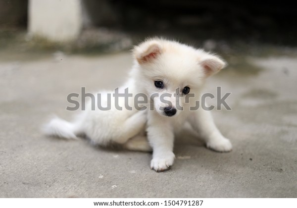 Japanese Spitz Puppy Very Cute Stock Photo Edit Now