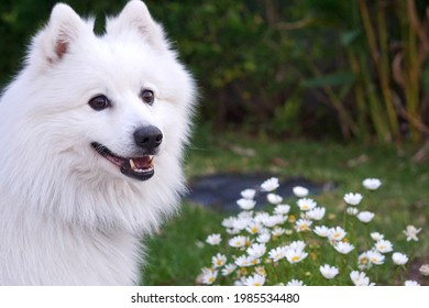 Japanese Spitz White Per Dog