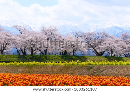 Japanese Springtime.This place is Riverside of Funakawa.Asahi,Toyama,Japan.Middle April.
