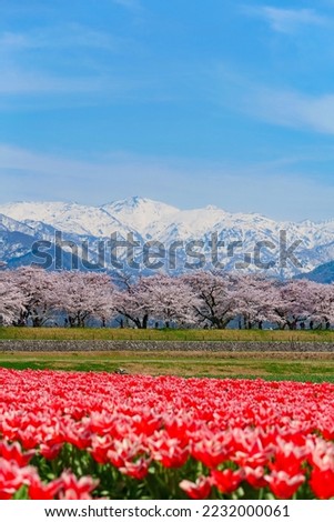 Japanese springtime.This place is the row of cherry trees along the River Funakawa.Japanese northern Alps over there.Asahi,Toyama,Japan.Middle April.