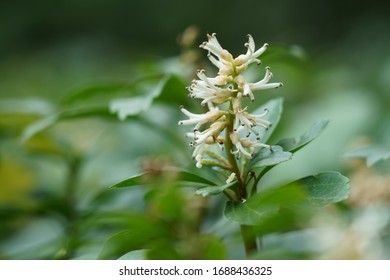 Japanese Spurge Images Stock Photos Vectors Shutterstock