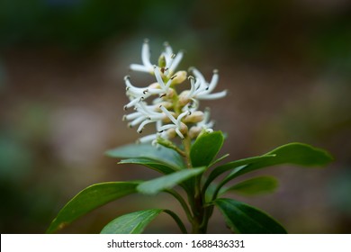 Japanese Spurge Images Stock Photos Vectors Shutterstock