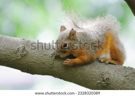 Japanese squirrel (Sciurus lis) in Japan