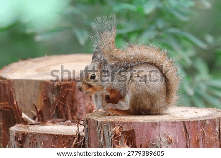 Japanese squirrel (Sciurus lis) in Japan
