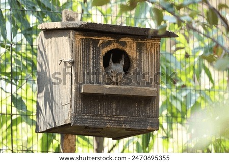 A Japanese squirrel (Sciurus lis) peeks out from a nesting box in a Japanese forest during the day, seeking shelter or nesting.