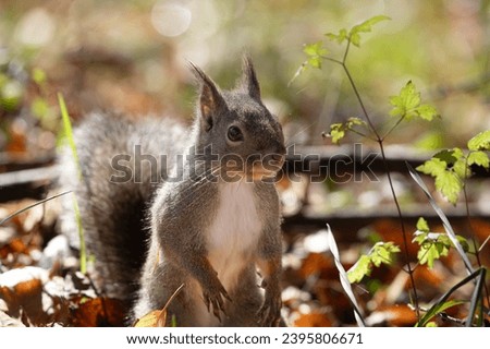 The Japanese squirrel (Sciurus lis) is a tree squirrel in the genus Sciurus endemic to Japan.