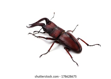 35 Prosopocoilus inclinatus Images, Stock Photos & Vectors | Shutterstock