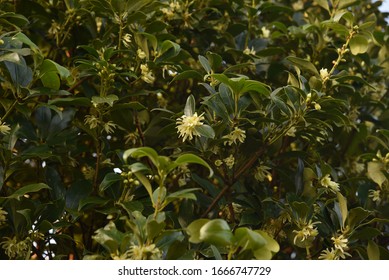 Japanese Star Anise Is An Evergreen Tree With Pale Yellow Flowers In Spring, But Is A Toxic Plant That Contains Anisatin In Its Seeds.