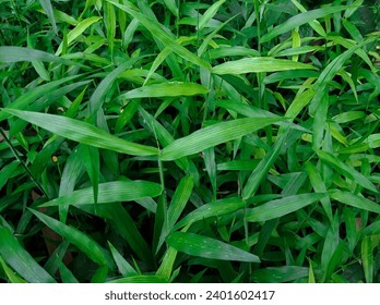 Japanese stiltgrass or Microstegium vimineum is a wild grass that grows in tropical forests