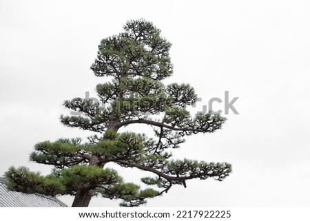 Japanese style pine tree large old beautiful artistic plant visible in traditional japan art drawing and painting