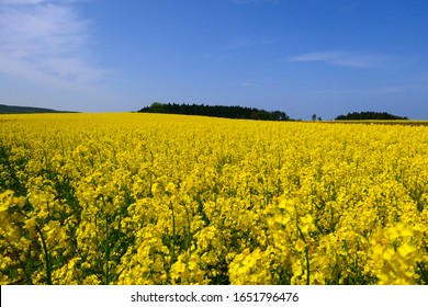 菜の花畑 の画像 写真素材 ベクター画像 Shutterstock