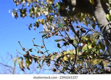 Japanese ternstroemia ( Ternstroemia gymnanthera ) fruits. Pentaphylacaceae evergreen tree. The fruit ripens in autumn, and the thick skin splits to release orange-red seeds. - Shutterstock ID 2396261237