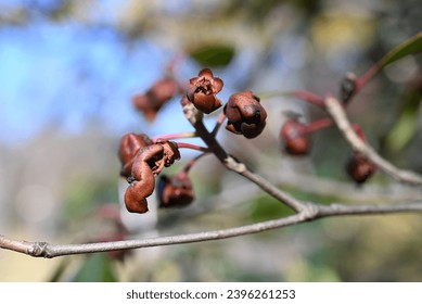 Japanese ternstroemia ( Ternstroemia gymnanthera ) fruits. Pentaphylacaceae evergreen tree. The fruit ripens in autumn, and the thick skin splits to release orange-red seeds. - Shutterstock ID 2396261253