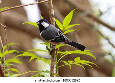 The Japanese tit, also known as the Oriental tit, is a passerine bird which replaces the similar great tit in Japan and the Russian Far East beyond the Amur River, including the Kuril Islands