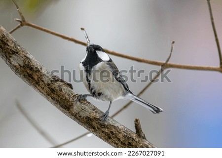 Similar – Vogel auf einem Zweig 1