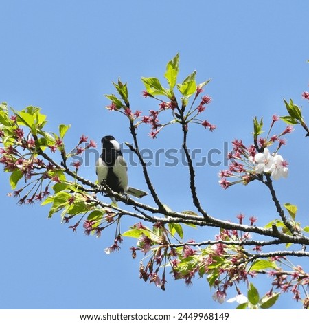 Similar – Image, Stock Photo titmouse spring