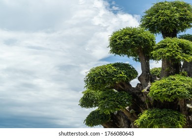 Japanese Topiary Against The Blue Sky.